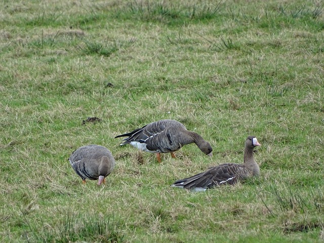 够胜任多种 够胜任多种